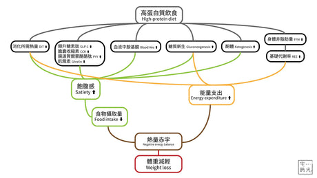 為什麼蛋白質可以幫助減肥（學術證實）／加上我的台灣經驗註解