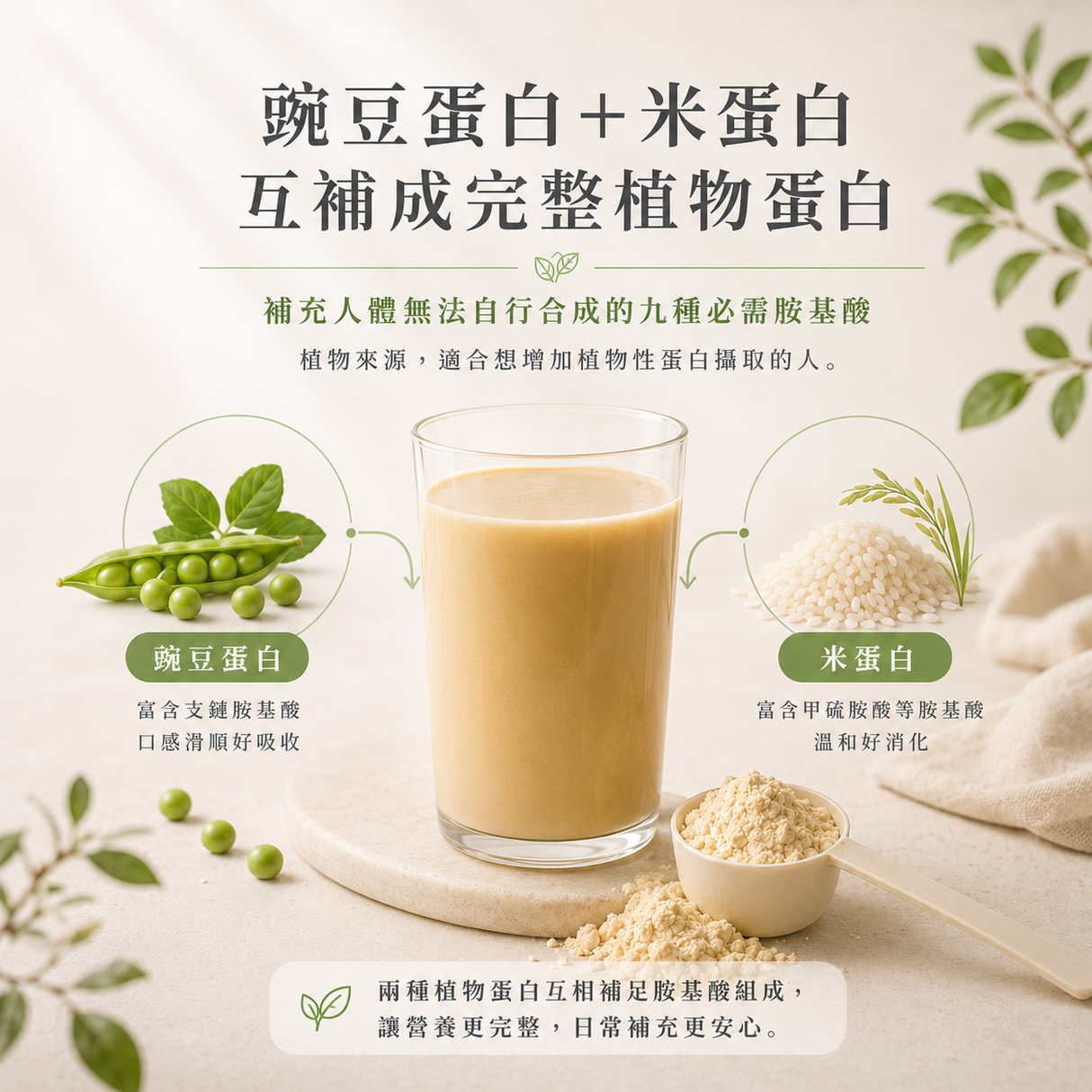 日常蛋白飲｜植物性完整蛋白粉，無乳糖、無大豆